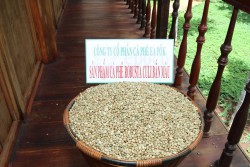 Cà phê Robusta Culi bắn màu