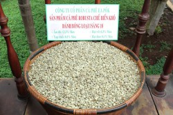 Cà phê Robusta chế biến khô đánh bóng sàng 18