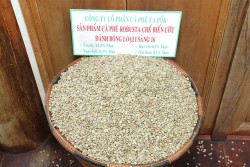 Robusta chế biến ướt  sàng 16