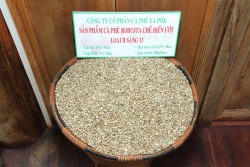 Cà phê Robusta chế biến ướt sàng 13
