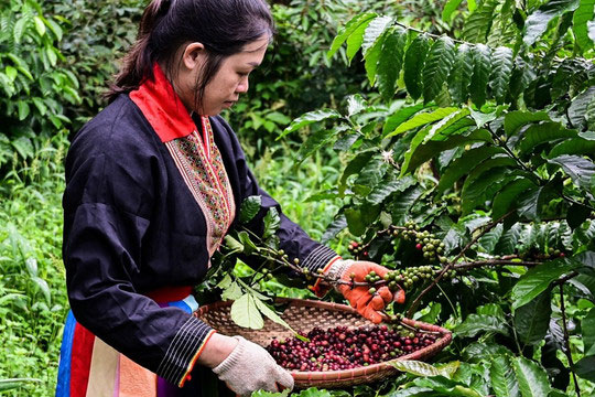 Hướng dẫn chiết xuất cà phê mộc tại nhà (không cần máy chuyên dụng)